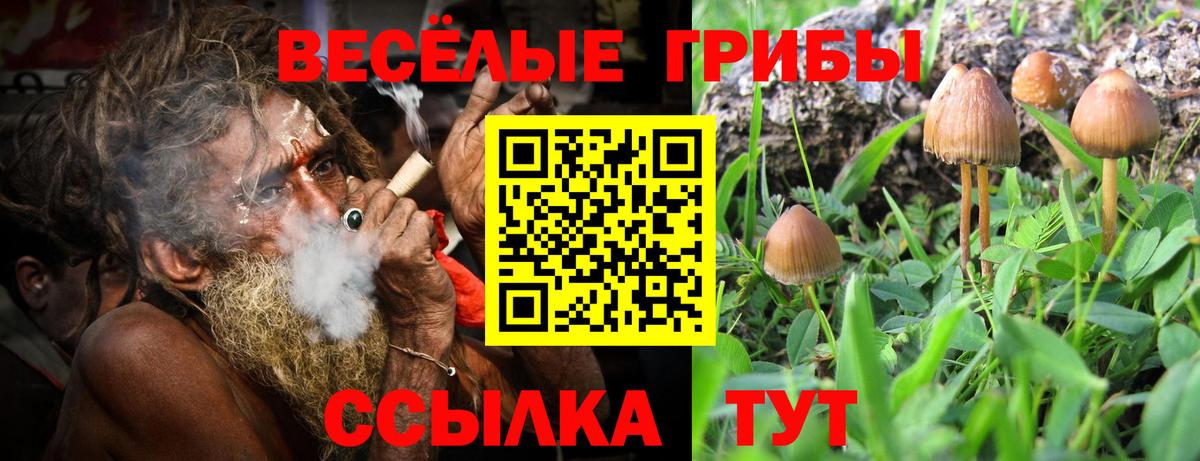 Псилоцибиновые грибы прущие грибы Аша